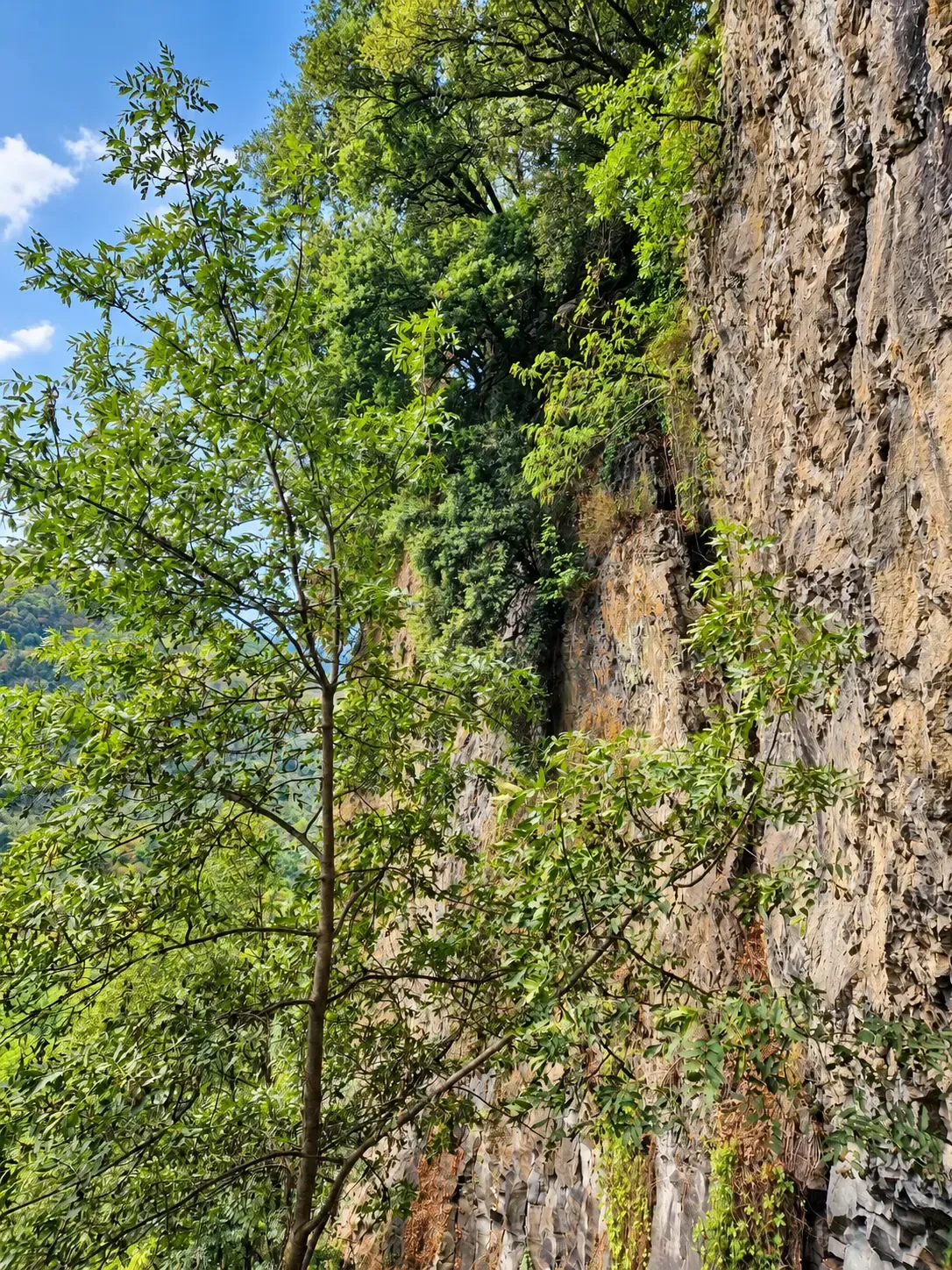Paroi rocheuse bordée de végétation