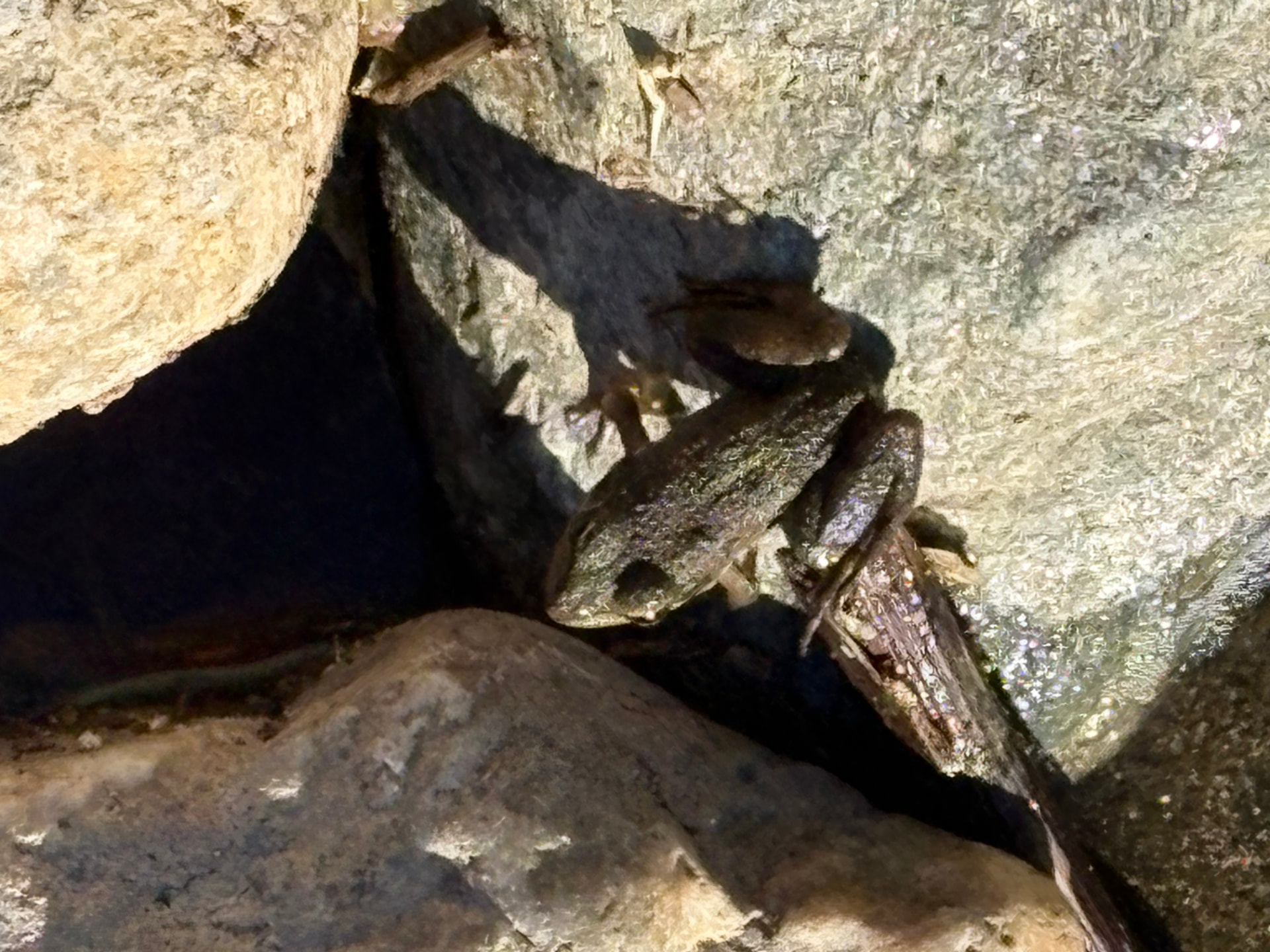 Grenouilles rassemblées entre les rochers dans l'eau du Chassezac