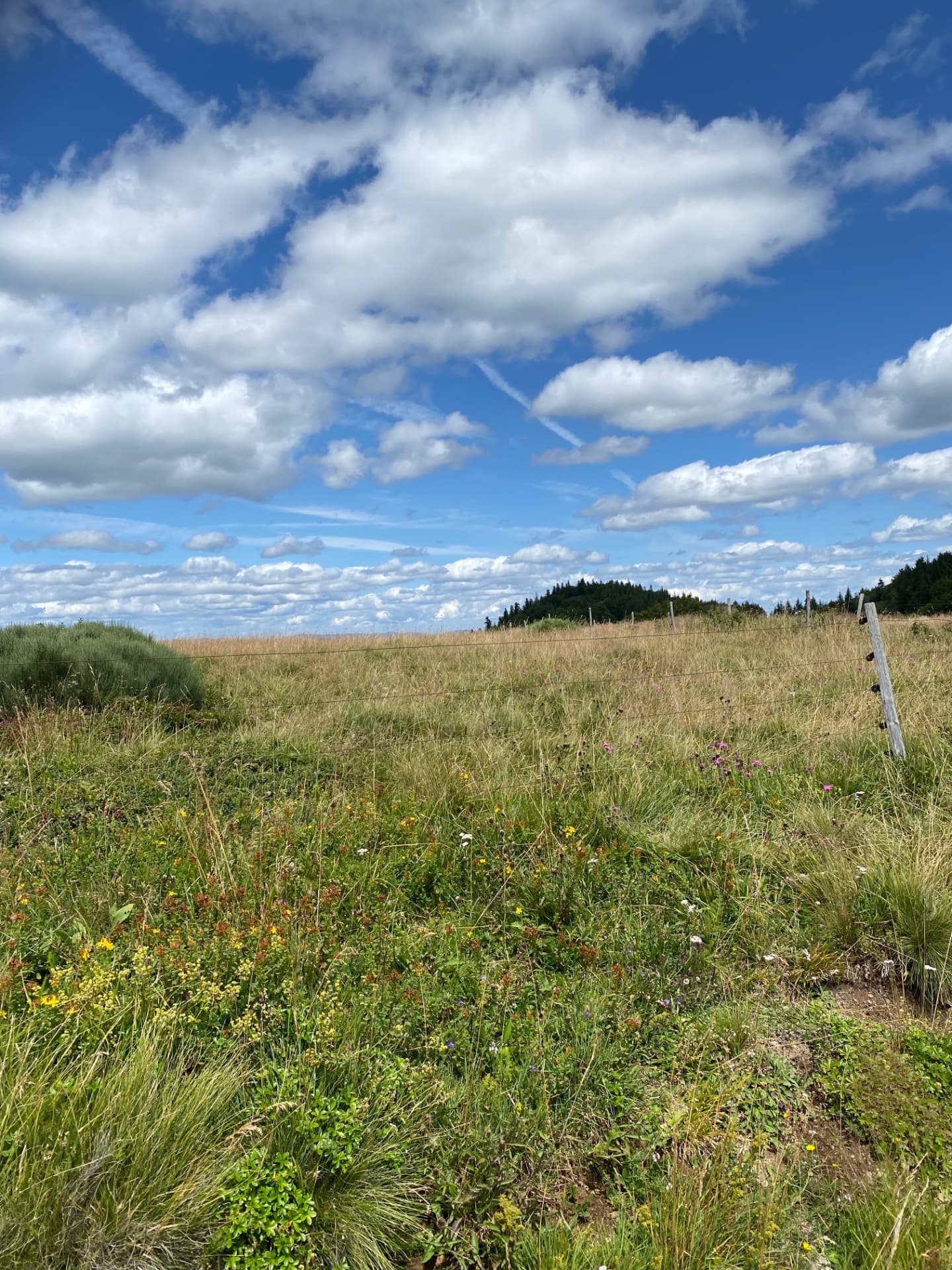 Prairie d'altitude parsemée de fleurs sauvages, clôture de piquets en bois et collines boisées sous un ciel nuageux