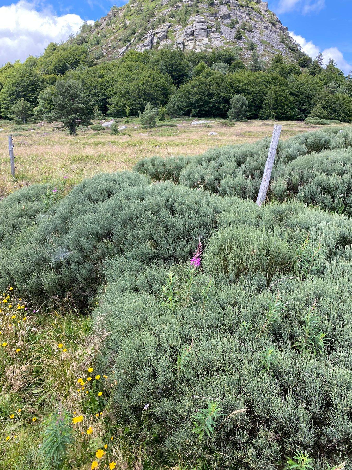 Touffes de genêts, épilobes roses et fleurs jaunes au pied du Mont Gerbier-de-Jonc, clôture de piquets en bois