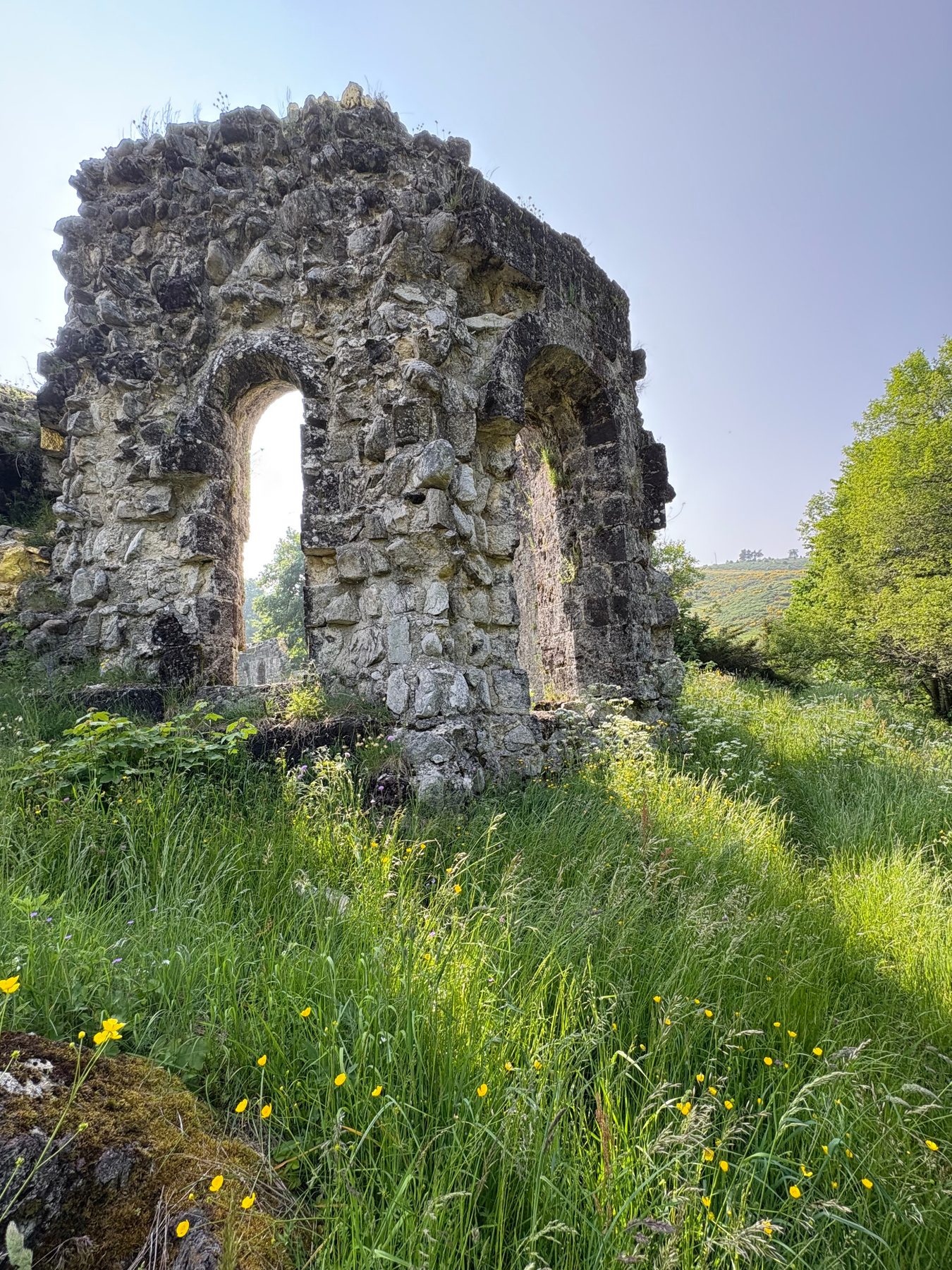 Pan de mur en ruine percé de deux arcs, au milieu des hautes herbes et des boutons d'or, arbres en contre-jour