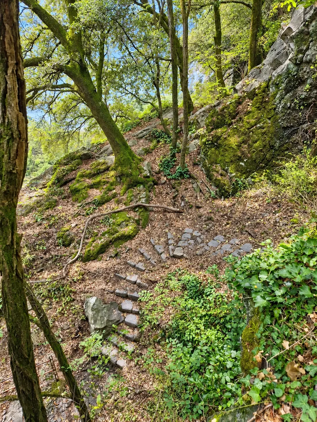 Marches de pierres sombres sur une pente de sous-bois, entre arbres et rochers moussus