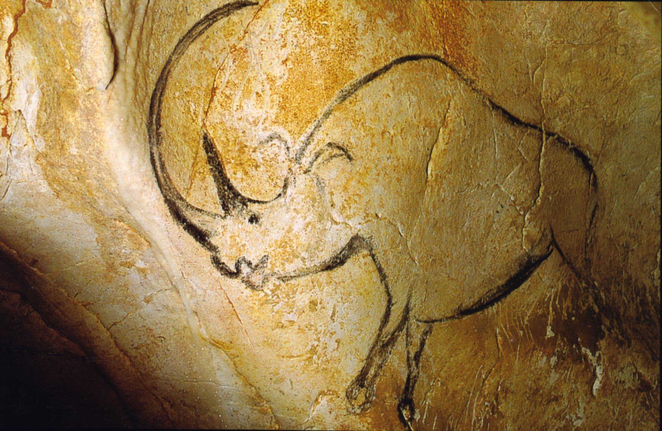 Rhinocéros à grande corne représenté dans la grotte Chauvet